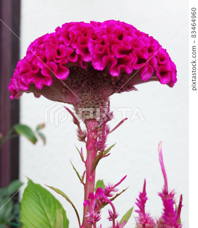 大紅色雞冠花 83464960