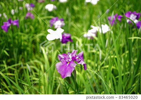 Purple iris flower Japan 83465020