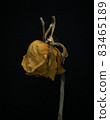 Roses withered on Black background. 83465189