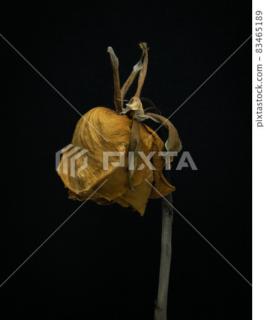 Roses withered on Black background. 83465189