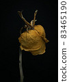 Roses withered on Black background. 83465190