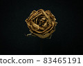 Roses withered on Black background. 83465191