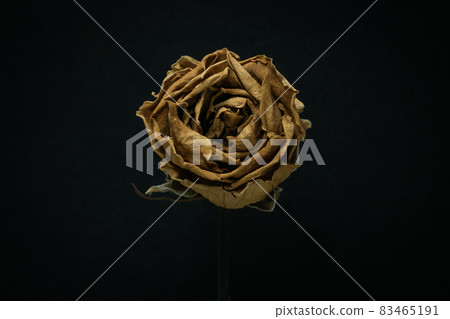 Roses withered on Black background. 83465191