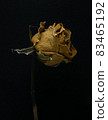 Roses withered on Black background. 83465192