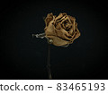 Roses withered on Black background. 83465193