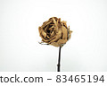 Roses withered on white background. 83465194