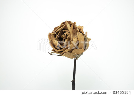 Roses withered on white background. Roses withered on white background. 83465194