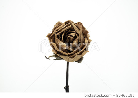 Roses withered on white background. Roses withered on white background. 83465195
