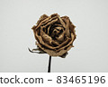 Roses withered on white background. 83465196