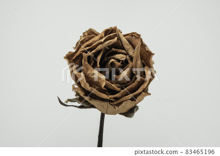 Roses withered on white background. 83465196