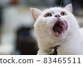 white cat is hungry 83465511