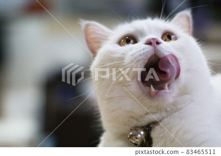 white cat is hungry white cat is hungry 83465511