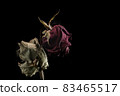 Roses withered on black background. 83465517