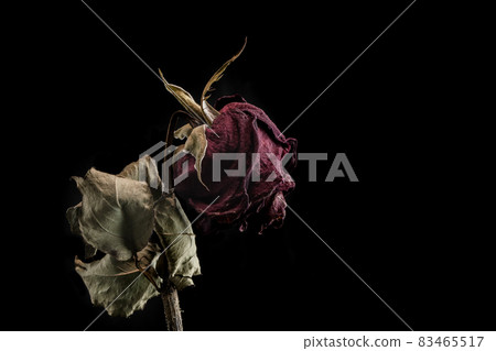 Roses withered on black background. Roses withered on black background. 83465517