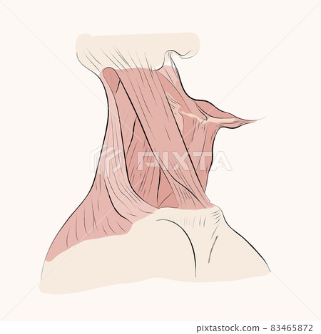 The muscles of the throat and nape,   neck Side view. 83465872