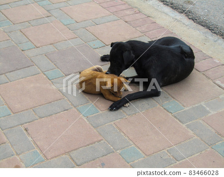 Stray dogs lying on the sidewalk. Big black bitch and little redhead puppy. Animal assistance, animal rights 83466028