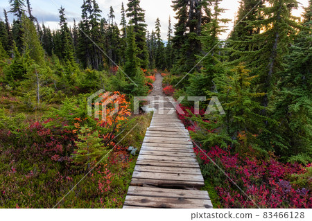 Hiking trail outdoors in Canadian nature. 83466128