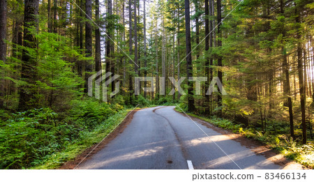 Scenic Bike path in Green Canadian Rain Forest. Scenic Bike path in Green Canadian Rain Forest. 83466134