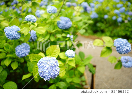 藍色繡球花 藍色繡球花 83466352