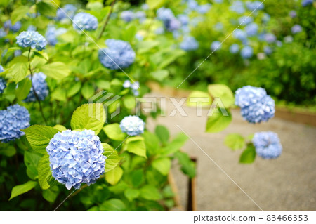 藍色繡球花 藍色繡球花 83466353