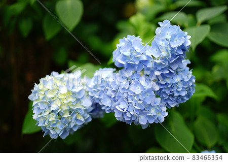 藍色繡球花 藍色繡球花 83466354