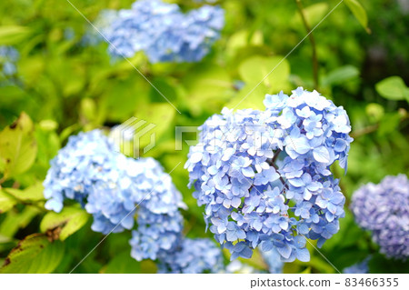 藍色繡球花 藍色繡球花 83466355
