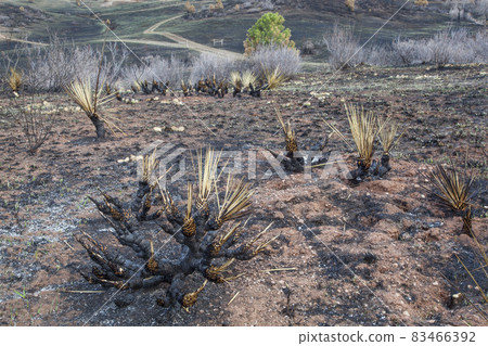 wildfire burnt landscape wildfire burnt landscape 83466392