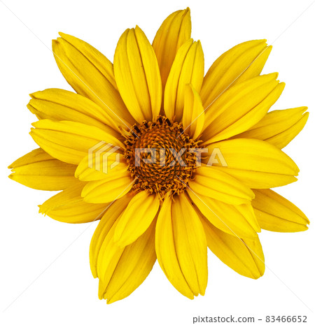 Beautiful yellow daisy. The Latin name is Heliopsis. Isolated image on white background Beautiful yellow daisy. The Latin name is Heliopsis. Isolated image on white background 83466652