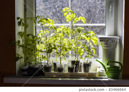 sprouts of tomato and pepper stand on the window sill in the sunlight 83466664