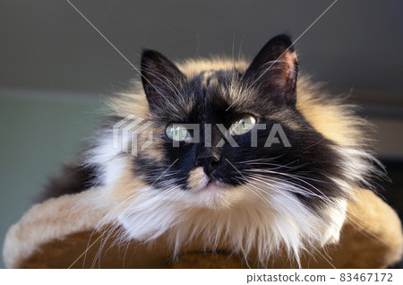 Close-up portrait of a beautiful fluffy tricolor cat with green eyes Close-up portrait of a beautiful fluffy tricolor cat with green eyes 83467172