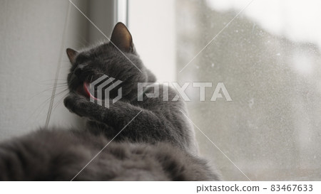 Gray cat cleaning himself on a windowsill Gray cat cleaning himself on a windowsill 83467633