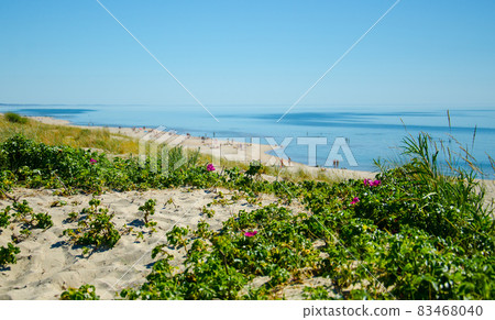 Green plants and flowers, Curonian Spit, Baltic sea, Lithuania 83468040