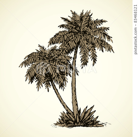 Palm on beach.  Vector drawing 83468121
