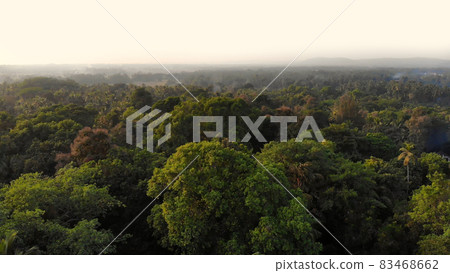 Drone video dense forest massifs within the city of Margao in the state of Goa. India. Drone video dense forest massifs within the city of Margao in the state of Goa. India. 83468662