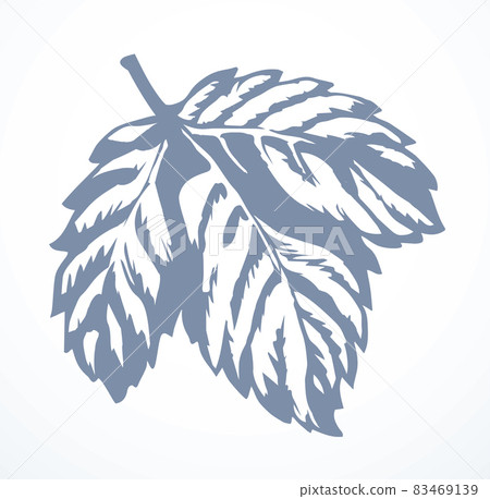 Large vine leaf. Vector drawing Large vine leaf. Vector drawing 83469139