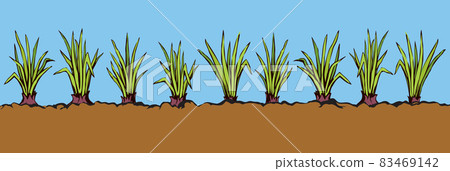 Onion. Vector drawing Onion. Vector drawing 83469142