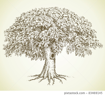 Vector picture. Oak with green crown 83469145