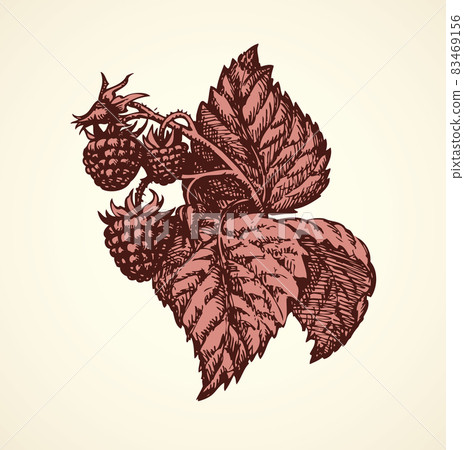 Vector drawing. Raspberry twig with berries and leaves 83469156