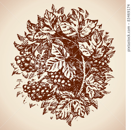Viburnum. Vector drawing 83469174