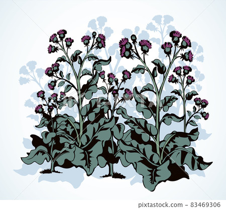 Big blooming burdock. Vector drawing 83469306