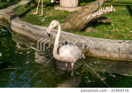 The Republic of Crimea. the city of Belogorsk. July 17, 2021. A family of pink flamingos lives on a bird's nest in the Taigan Lion Park. The Republic of Crimea. the city of Belogorsk. July 17, 2021. A family of pink flamingos lives on a bird's nest in the Taigan Lion Park. 83469536
