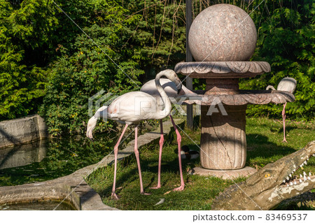 The Republic of Crimea. the city of Belogorsk. July 17, 2021. A family of pink flamingos lives on a bird's nest in the Taigan Lion Park. The Republic of Crimea. the city of Belogorsk. July 17, 2021. A family of pink flamingos lives on a bird's nest in the Taigan Lion Park. 83469537