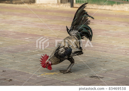 The Republic of Crimea. the city of Belogorsk. July 17, 2021. A rooster pecks grains on the paving slabs of the poultry yard in the Taigan Lion Park. The Republic of Crimea. the city of Belogorsk. July 17, 2021. A rooster pecks grains on the paving slabs of the poultry yard in the Taigan Lion Park. 83469538