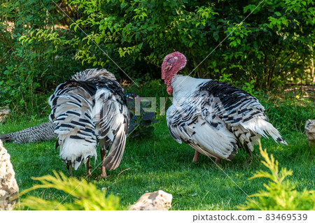 The Republic of Crimea. the city of Belogorsk. July 17, 2021. Turkeys roam freely on the territory of the Taigan Lion Park. The Republic of Crimea. the city of Belogorsk. July 17, 2021. Turkeys roam freely on the territory of the Taigan Lion Park. 83469539
