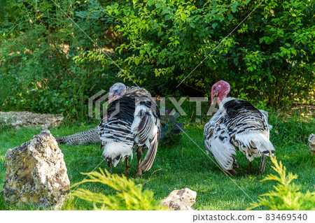 The Republic of Crimea. the city of Belogorsk. July 17, 2021. Turkeys roam freely on the territory of the Taigan Lion Park. The Republic of Crimea. the city of Belogorsk. July 17, 2021. Turkeys roam freely on the territory of the Taigan Lion Park. 83469540
