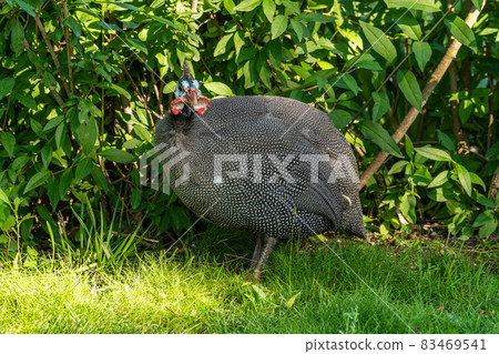The Republic of Crimea. the city of Belogorsk. July 17, 2021. Domestic guinea fowls roam freely on the territory of the Taigan Lion Park. The Republic of Crimea. the city of Belogorsk. July 17, 2021. Domestic guinea fowls roam freely on the territory of the Taigan Lion Park. 83469541