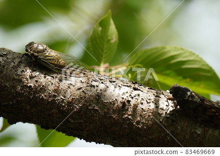 Kumazemi crowing under the trees avoiding the midsummer sun 83469669