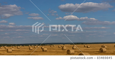 Stacks of straw - bales of hay, rolled into stacks left after harvesting of wheat ears, agricultural farm field with gathered rural. Stacks of straw - bales of hay, rolled into stacks left after harvesting of wheat ears, agricultural farm field with gathered rural. 83469845