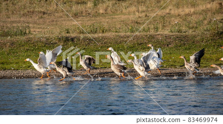 Farm life. A flock of white and gray geese swims in a blue pond Farm life. A flock of white and gray geese swims in a blue pond 83469974