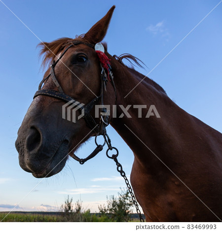 Portrait of nice brown horse on blue background Horse Head 83469993